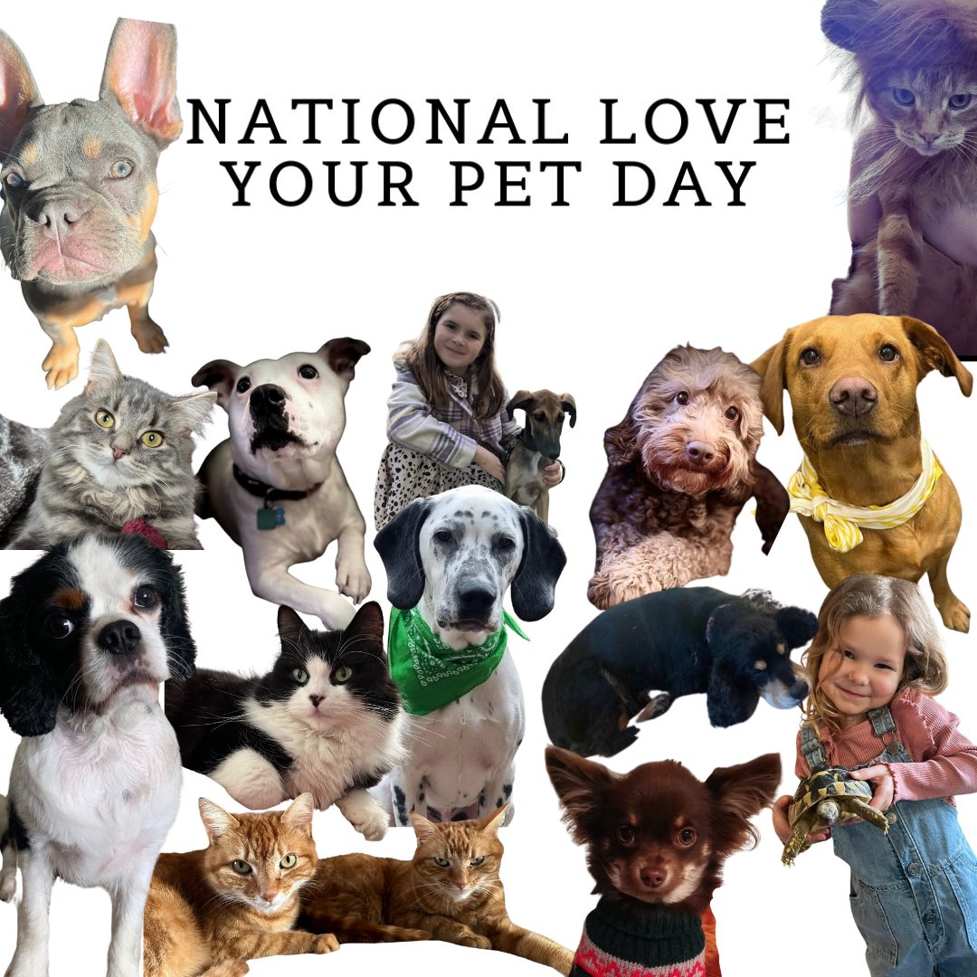 NATIONAL LOVE YOUR PET DAY Katherine Harriet Bespoke Home Care